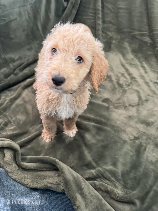 Green – Goldendoodle puppy for sale in Riverside, CA