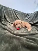 Green, a male Goldendoodle for sale in Riverside, CA – Photo 2 of 4