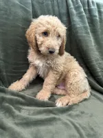Purple, a male Goldendoodle for sale in Riverside, CA – Photo 5 of 7