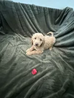 Purple, a male Goldendoodle for sale in Riverside, CA – Photo 3 of 7