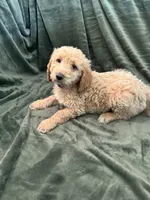 Purple, a male Goldendoodle for sale in Riverside, CA – Photo 2 of 7