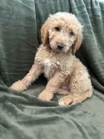 Purple, a male Goldendoodle for sale in Riverside, CA – Photo 6 of 7