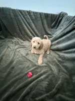 Purple, a male Goldendoodle for sale in Riverside, CA – Photo 4 of 7