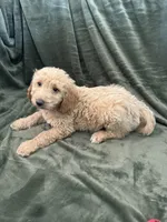 Purple, a male Goldendoodle for sale in Riverside, CA – Photo 7 of 7