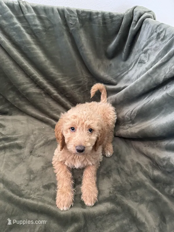 Purple – Goldendoodle puppy for sale in Riverside, CA