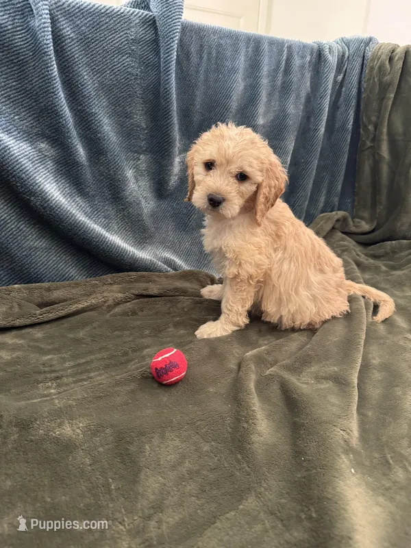 Light Pink – Goldendoodle puppy for sale in Riverside, CA