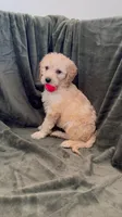 Light Pink, a female Goldendoodle for sale in Riverside, CA – Photo 3 of 4