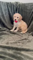 Light Pink, a female Goldendoodle for sale in Riverside, CA – Photo 2 of 4