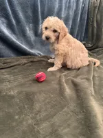 Light Pink, a female Goldendoodle for sale in Riverside, CA – Photo 4 of 4