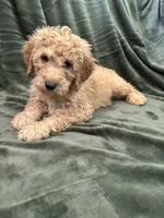 White, a female Goldendoodle for sale in Riverside, CA – Photo 4 of 4
