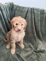 White, a female Goldendoodle for sale in Riverside, CA – Photo 2 of 4