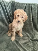 White, a female Goldendoodle for sale in Riverside, CA – Photo 3 of 4