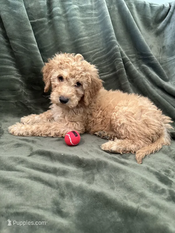 White – Goldendoodle puppy for sale in Riverside, CA