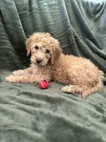 White, a female Goldendoodle for sale in Riverside, CA – Photo 1 of 4