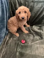 Teal, a female Goldendoodle for sale in Riverside, CA – Photo 2 of 4