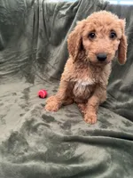 Teal, a female Goldendoodle for sale in Riverside, CA – Photo 1 of 4