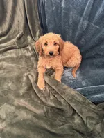 Teal, a female Goldendoodle for sale in Riverside, CA – Photo 4 of 4