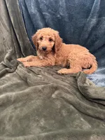 Teal, a female Goldendoodle for sale in Riverside, CA – Photo 3 of 4