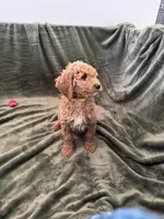 Yellow, a female Goldendoodle for sale in Riverside, CA – Photo 2 of 6