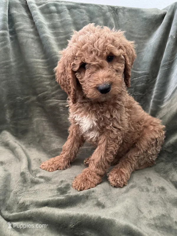 Yellow – Goldendoodle puppy for sale in Riverside, CA