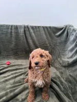 Yellow, a female Goldendoodle for sale in Riverside, CA – Photo 4 of 6