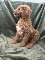 Yellow, a female Goldendoodle for sale in Riverside, CA – Photo 6 of 6