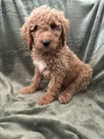 Yellow, a female Goldendoodle for sale in Riverside, CA – Photo 3 of 6