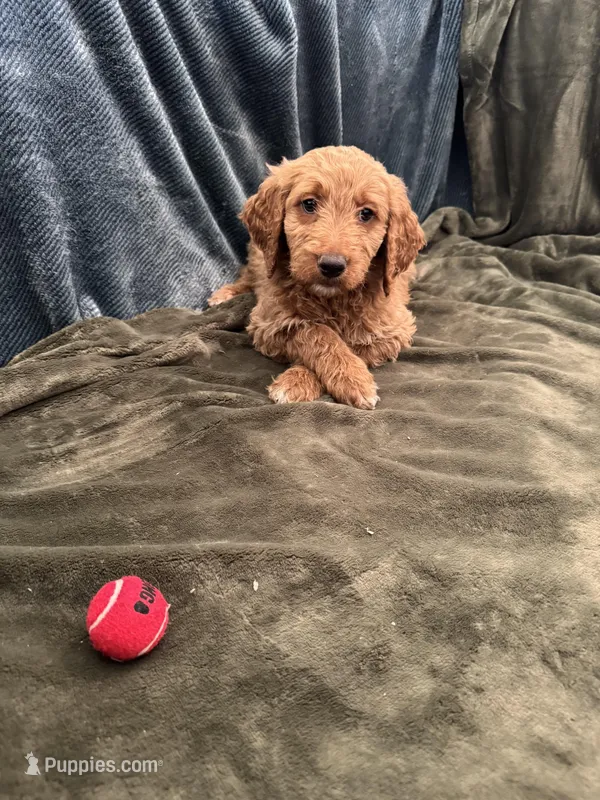 Orange – Goldendoodle puppy for sale in Riverside, CA