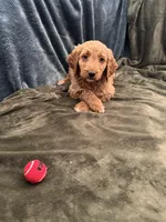 Orange, a female Goldendoodle for sale in Riverside, CA – Photo 3 of 3