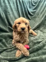 Light Green, a female Goldendoodle for sale in Riverside, CA – Photo 3 of 4