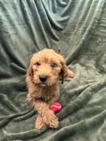 Light Green, a female Goldendoodle for sale in Riverside, CA – Photo 4 of 4