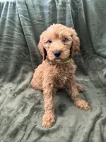 Light Green, a female Goldendoodle for sale in Riverside, CA – Photo 2 of 4