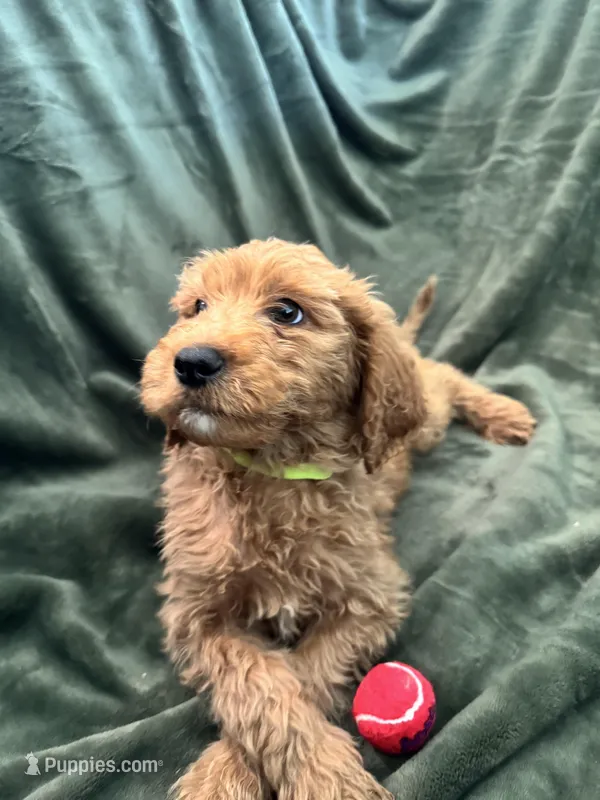 Light Green – Goldendoodle puppy for sale in Riverside, CA