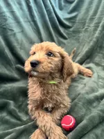 Light Green, a female Goldendoodle for sale in Riverside, CA – Photo 1 of 4