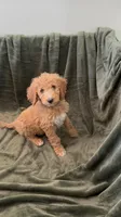 Gray , a male Goldendoodle for sale in Riverside, CA – Photo 1 of 5