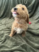 Gray , a male Goldendoodle for sale in Riverside, CA – Photo 3 of 5