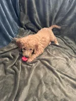 Gray , a male Goldendoodle for sale in Riverside, CA – Photo 5 of 5