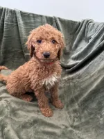 Dark Pink, a female Goldendoodle for sale in Riverside, CA – Photo 3 of 3