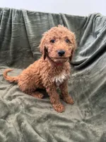 Dark Pink, a female Goldendoodle for sale in Riverside, CA – Photo 2 of 3