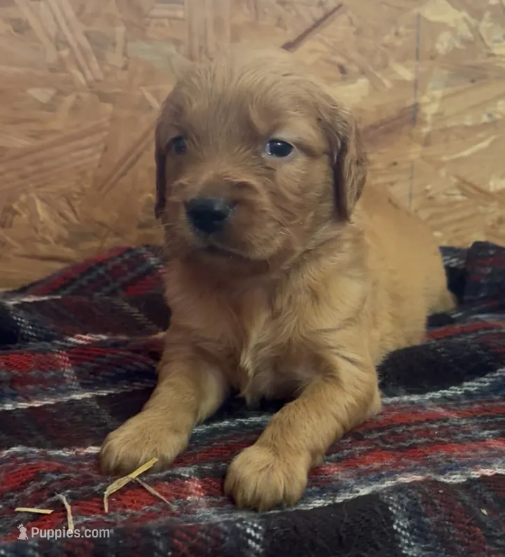 Sadie – Golden Retriever puppy for sale in Corning, AR