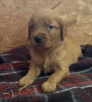 Sadie, a female Golden Retriever for sale in Corning, AR – 1 of 1