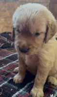 Luke, a male Golden Retriever for sale in Corning, AR – 1 of 1