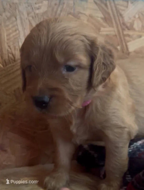 Gabby – Golden Retriever puppy for sale in Corning, AR