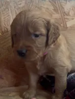 Gabby, a female Golden Retriever for sale in Corning, AR – 1 of 1