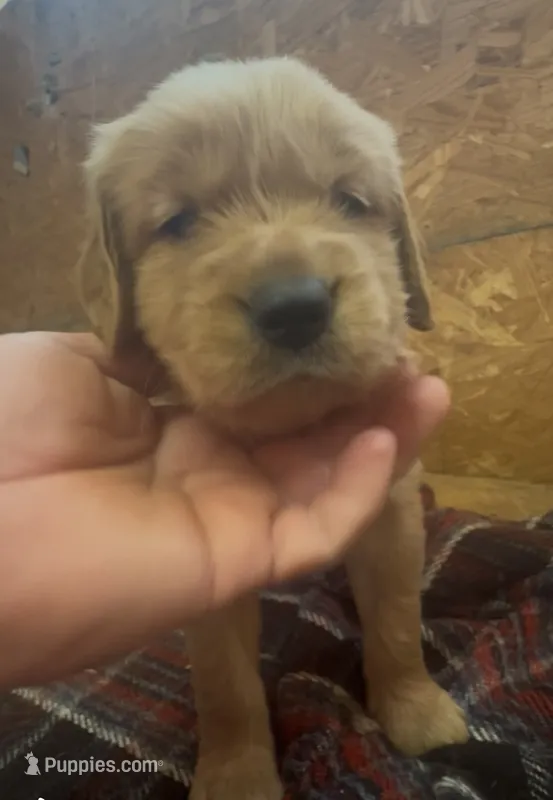 Sally – Golden Retriever puppy for sale in Corning, AR