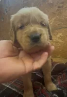Sally, a female Golden Retriever for sale in Corning, AR – 1 of 1