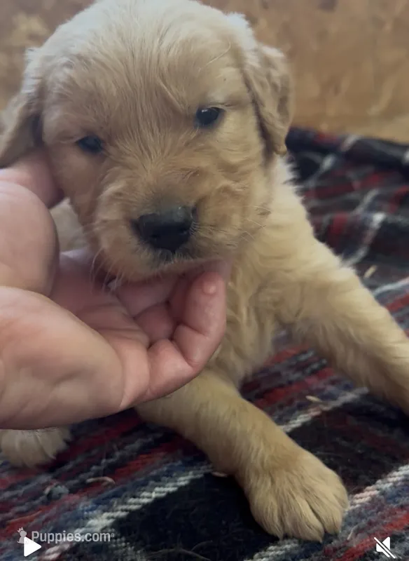 Bella – Golden Retriever puppy for sale in Corning, AR