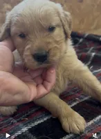 Bella, a female Golden Retriever for sale in Corning, AR – 1 of 1