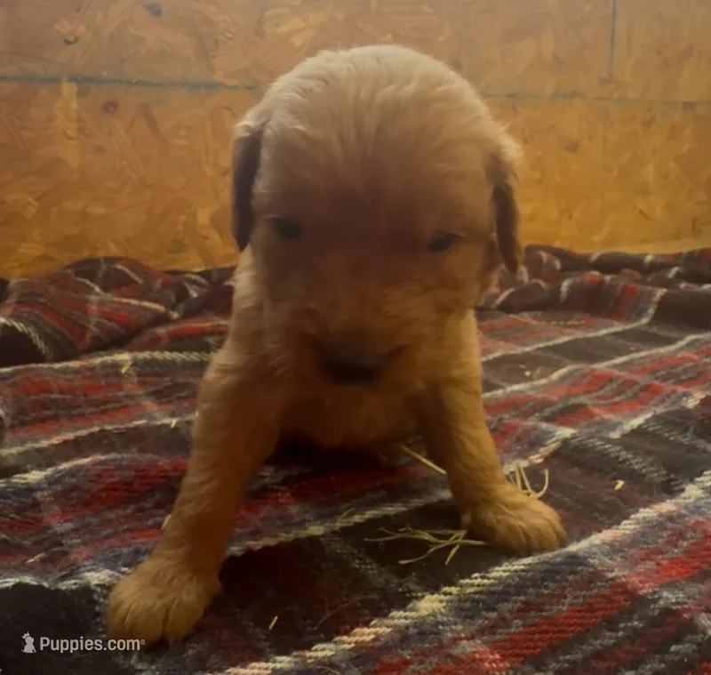 Gunner – Golden Retriever puppy for sale in Corning, AR