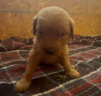 Gunner, a male Golden Retriever for sale in Corning, AR – 1 of 1